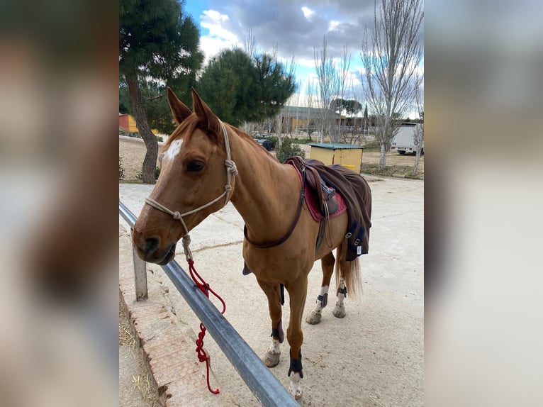 Caballo de deporte español Caballo castrado 9 años 170 cm Alazán in Madrid