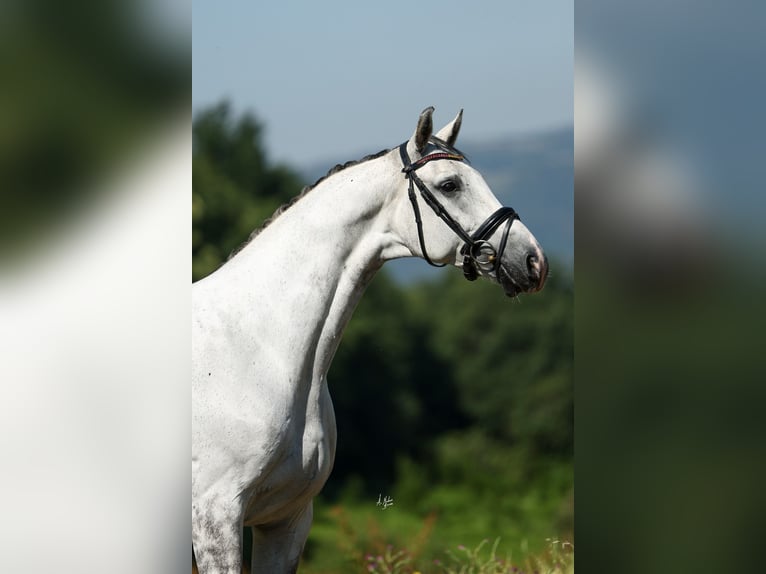 Caballo de deporte español Caballo castrado 9 años 170 cm Tordo in Silleda (Casco Urbano)