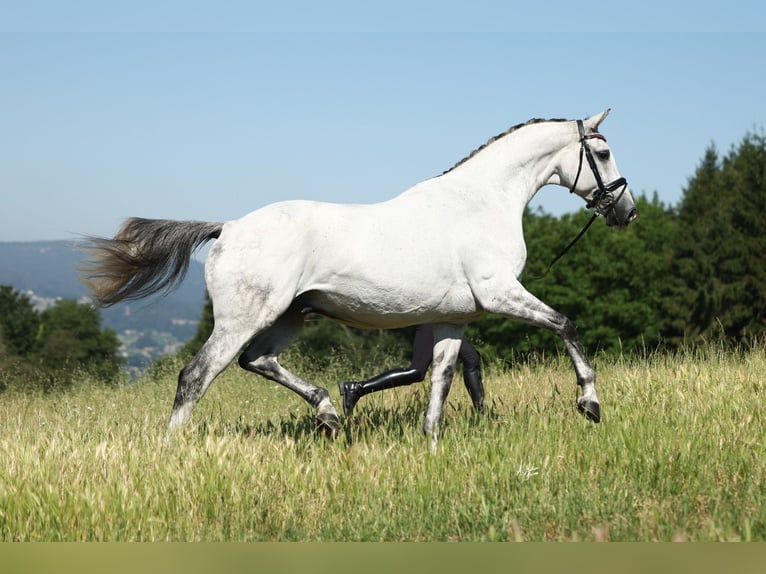 Caballo de deporte español Caballo castrado 9 años 170 cm Tordo in Silleda (Casco Urbano)