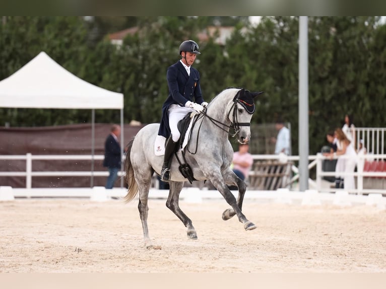 Caballo de deporte español Caballo castrado 9 años 170 cm Tordo in Silleda (Casco Urbano)