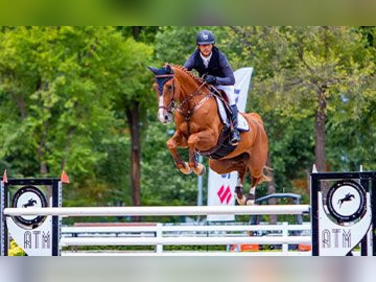 Caballo de deporte español Desconocido Embrión  in GROTE-BROGEL