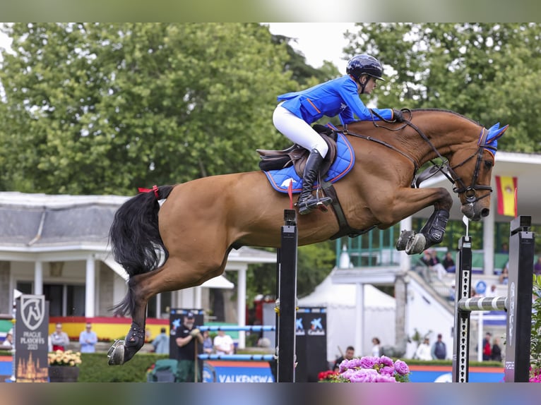 Caballo de deporte español Desconocido Embrión  in GROTE-BROGEL