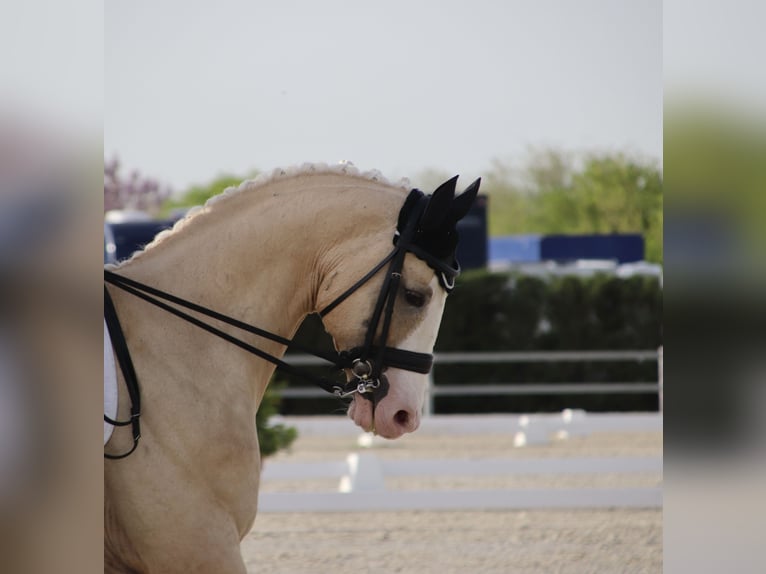 Caballo de deporte español Semental 10 años 167 cm Palomino in Conde Cortichelles, Del (Masia)