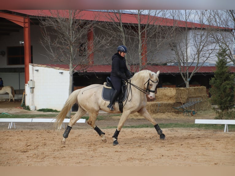 Caballo de deporte español Semental 10 años 167 cm Palomino in Conde Cortichelles, Del (Masia)