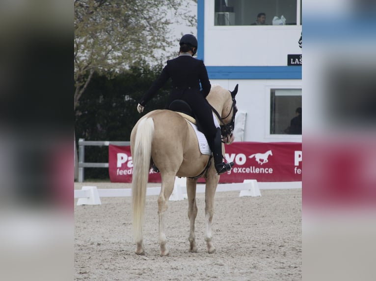 Caballo de deporte español Semental 10 años 167 cm Palomino in Conde Cortichelles, Del (Masia)