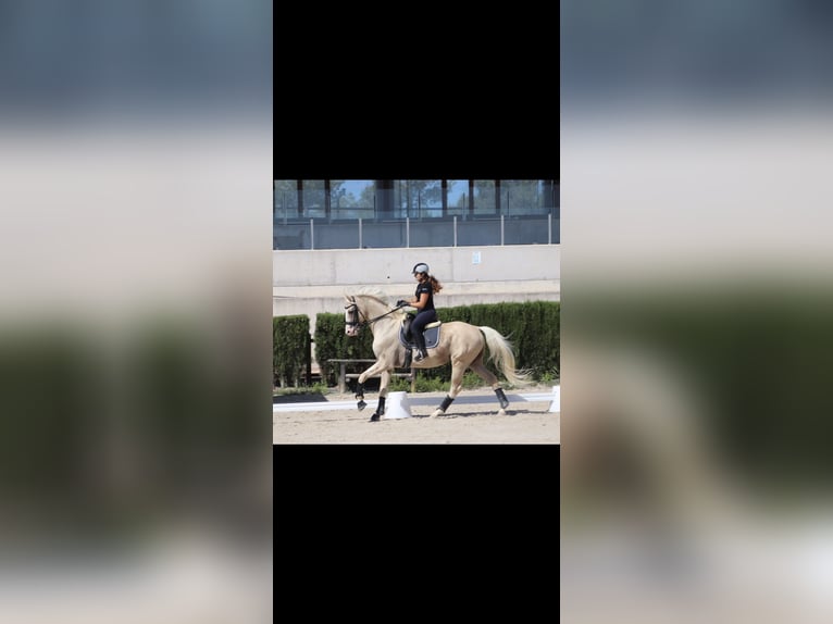 Caballo de deporte español Semental 10 años 167 cm Palomino in Conde Cortichelles, Del (Masia)