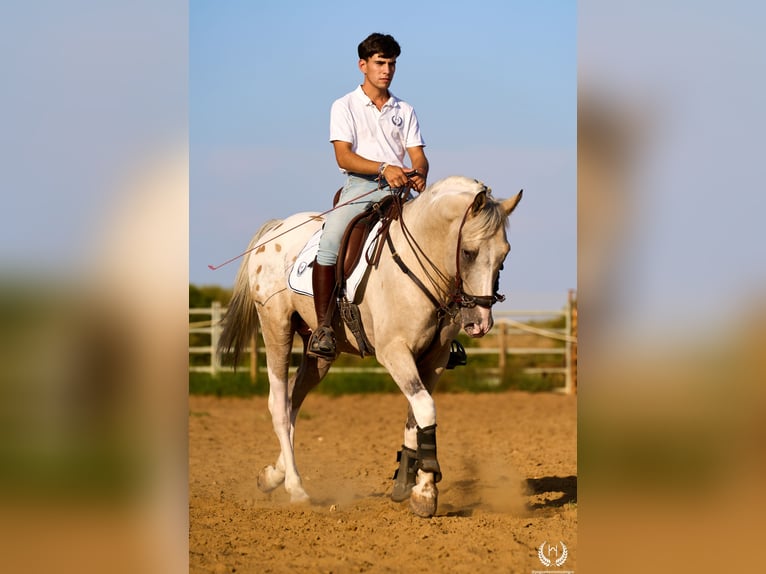 Caballo de deporte español Semental 10 años Atigrado/Moteado in Navalperal De Pinares