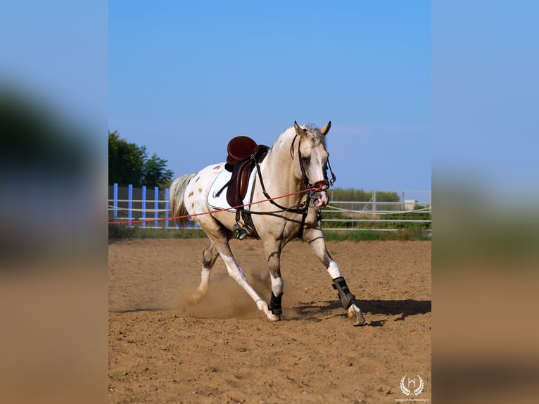Caballo de deporte español Semental 10 años Atigrado/Moteado in Navalperal De Pinares