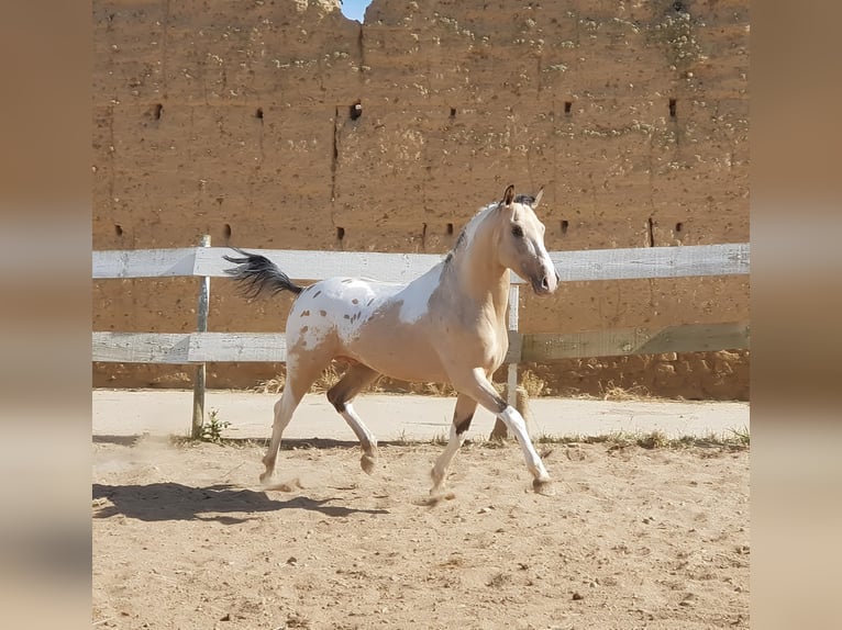 Caballo de deporte español Semental 10 años Atigrado/Moteado in Navalperal De Pinares
