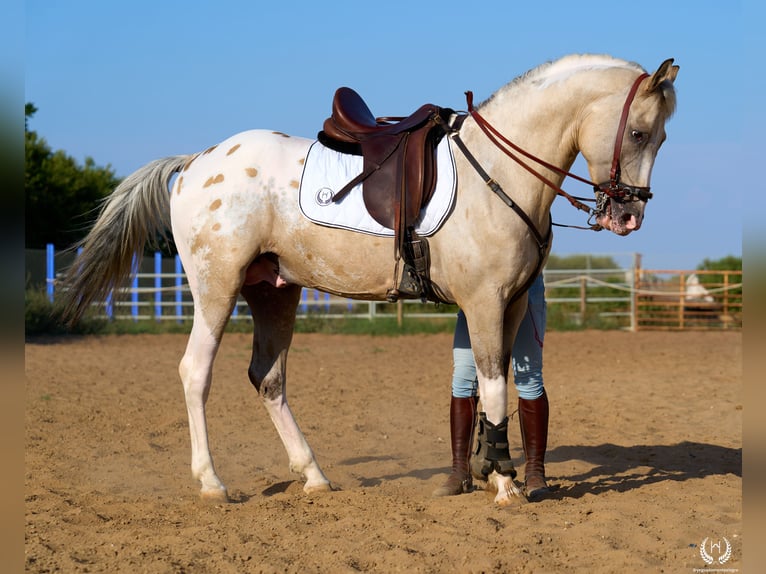 Caballo de deporte español Semental 10 años Atigrado/Moteado in Navalperal De Pinares