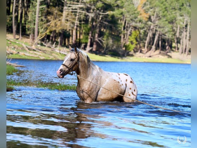 Caballo de deporte español Semental 10 años Atigrado/Moteado in Navalperal De Pinares