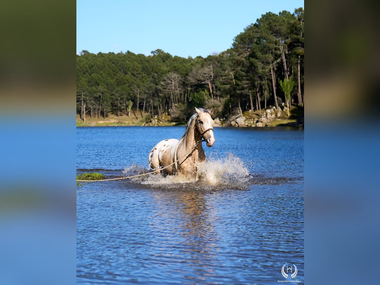 Caballo de deporte español Semental 10 años Atigrado/Moteado in Navalperal De Pinares