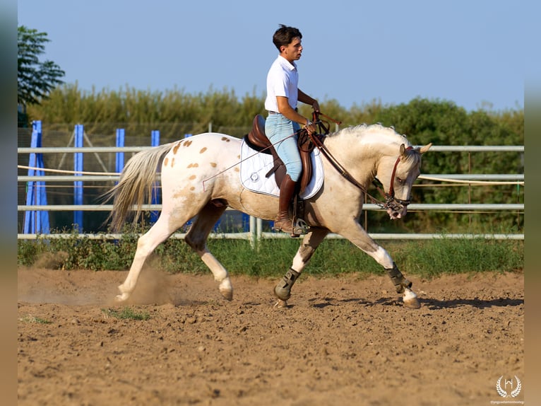 Caballo de deporte español Semental 10 años Atigrado/Moteado in Navalperal De Pinares