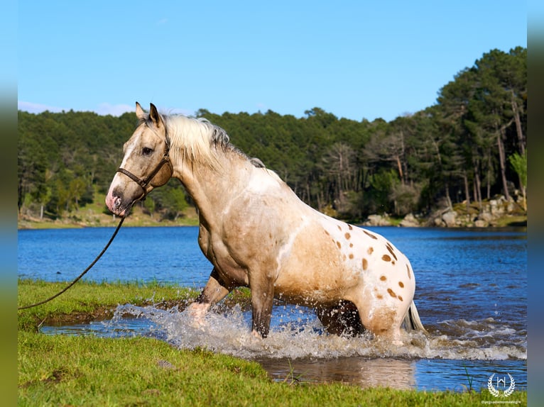 Caballo de deporte español Semental 10 años Atigrado/Moteado in Navalperal De Pinares