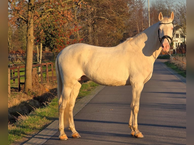 Caballo de deporte español Semental 12 años 168 cm Cremello in Someren