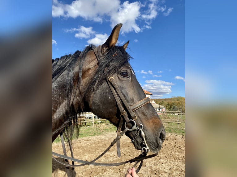 Caballo de deporte español Semental 16 años 170 cm Castaño oscuro in Riaza