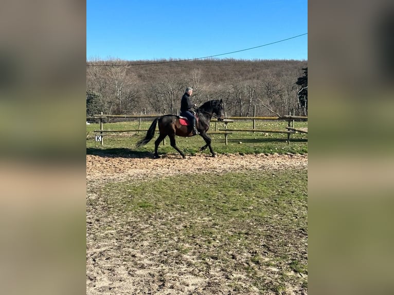 Caballo de deporte español Semental 16 años 170 cm Castaño oscuro in Riaza