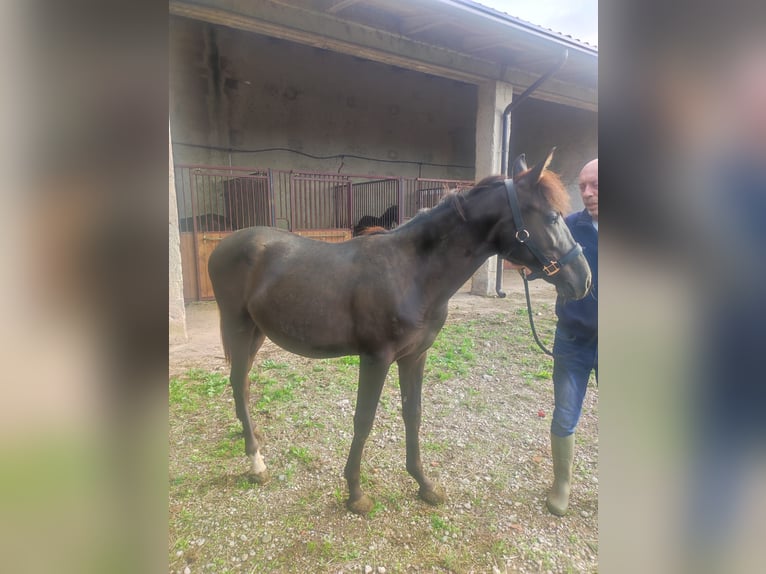 Caballo de deporte español Semental 1 año 130 cm Castaño oscuro in Cavriana