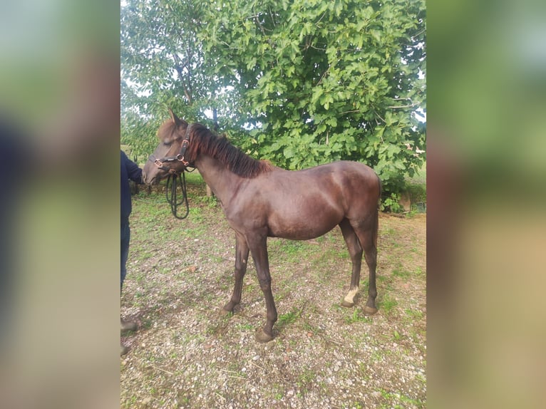 Caballo de deporte español Semental 1 año 130 cm Castaño oscuro in Cavriana