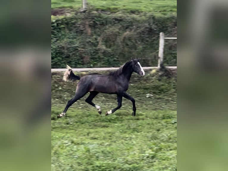 Caballo de deporte español Semental 1 año 160 cm Tordo in Arcos De La Polvorosa