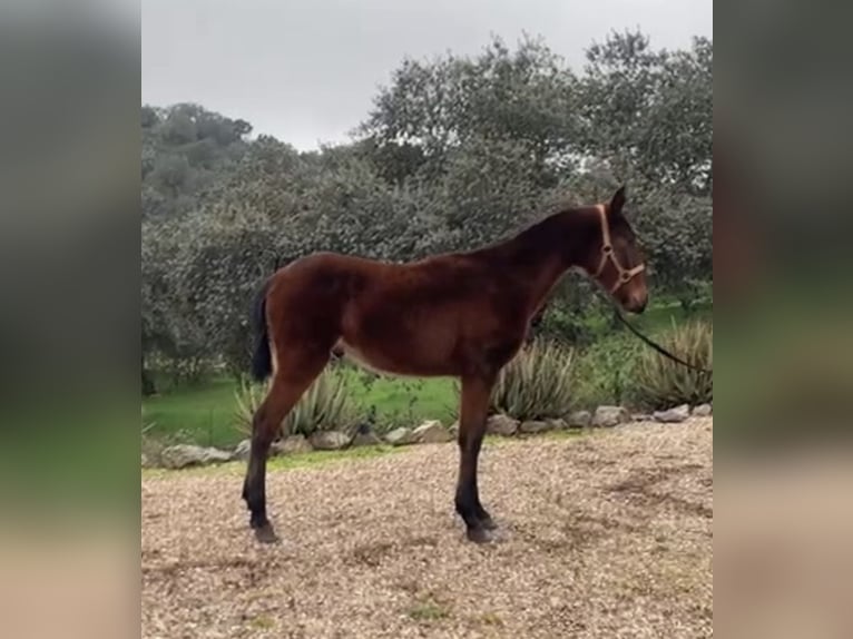 Caballo de deporte español Mestizo Semental 1 año 165 cm Castaño in Córdoba