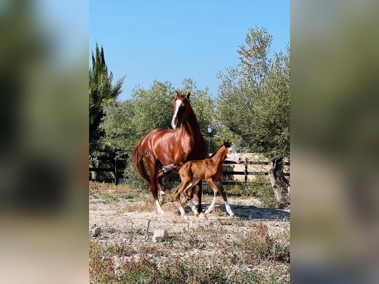 Caballo de deporte español Semental 1 año 170 cm Castaño in Archena