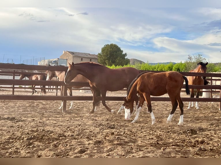 Caballo de deporte español Semental 1 año 170 cm Castaño in Archena