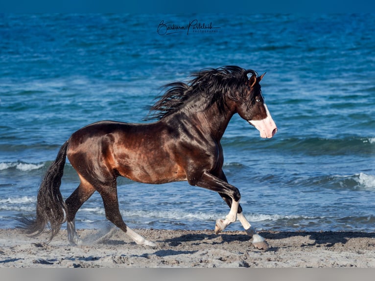 Caballo de deporte español Semental 1 año 170 cm Castaño in Archena