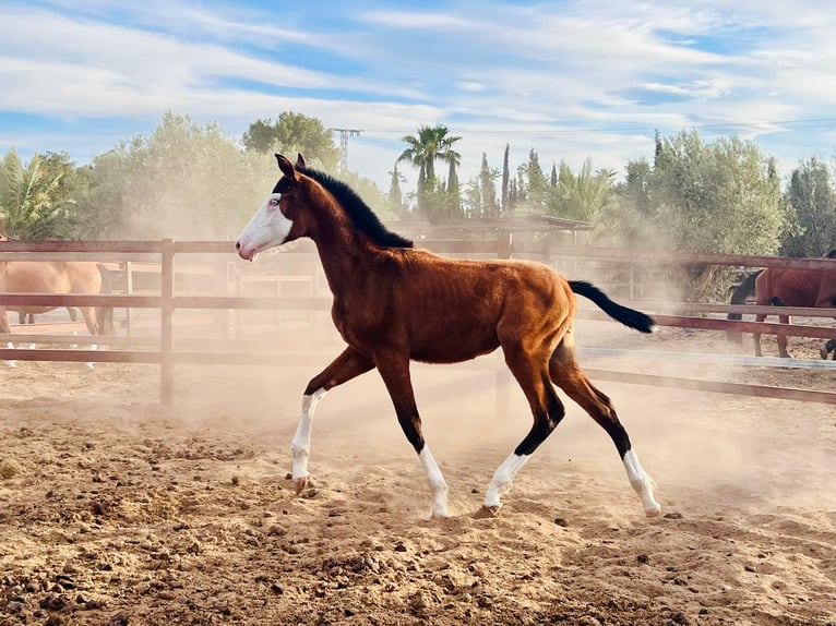 Caballo de deporte español Semental 1 año 170 cm Castaño in Archena