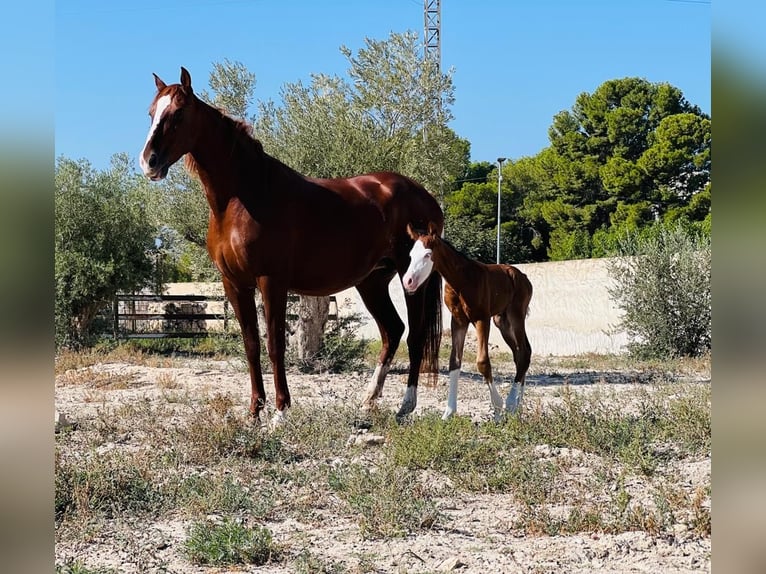 Caballo de deporte español Semental 1 año 170 cm Castaño in Archena