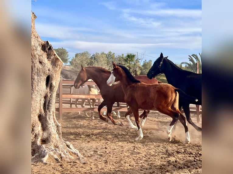 Caballo de deporte español Semental 1 año 170 cm Castaño in Archena