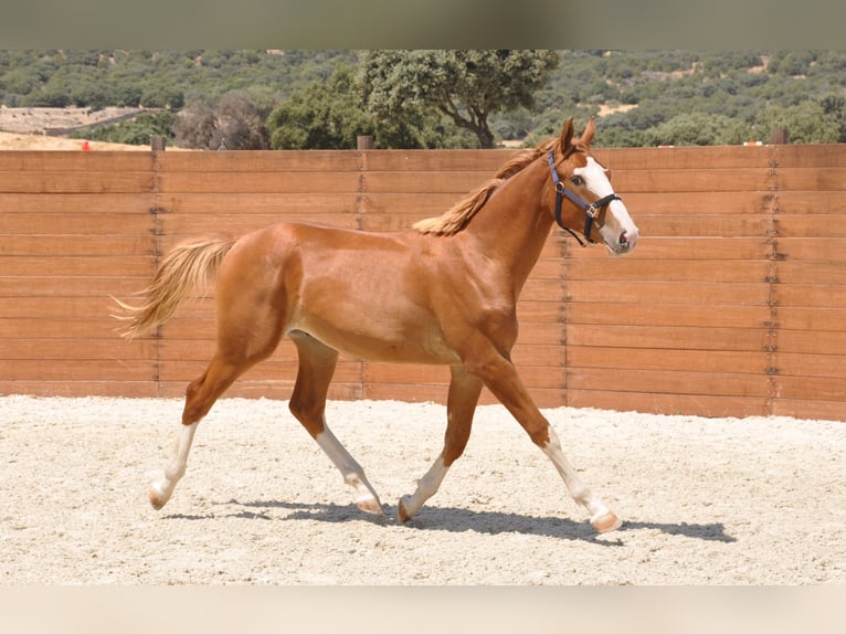 Caballo de deporte español Semental 1 año Alazán in Madrid
