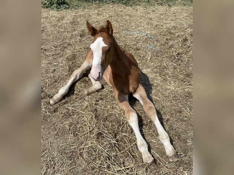 Caballo de deporte español Semental 1 año Alazán in Madrid