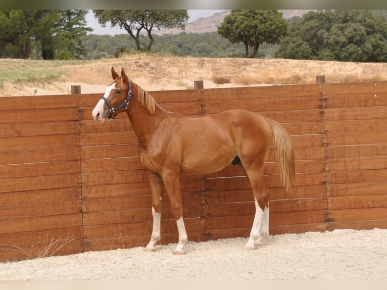 Caballo de deporte español Semental 1 año Alazán in Madrid