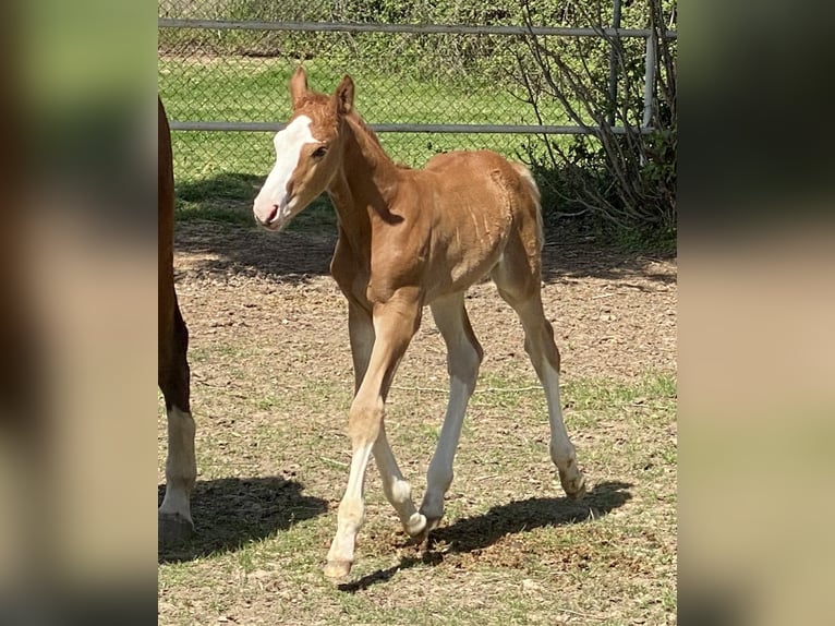 Caballo de deporte español Semental 1 año Alazán in Madrid