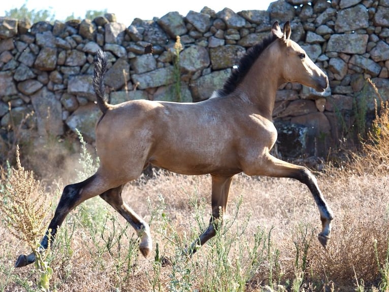 Caballo de deporte español Semental 1 año Buckskin/Bayo in NAVAS DEL MADRONO