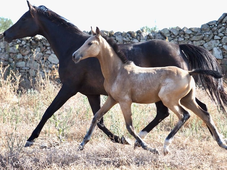 Caballo de deporte español Semental 1 año Buckskin/Bayo in NAVAS DEL MADRONO