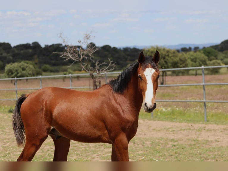 Caballo de deporte español Semental 1 año Castaño in SEVILLA