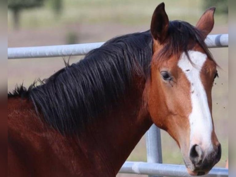 Caballo de deporte español Semental 1 año Castaño in SEVILLA