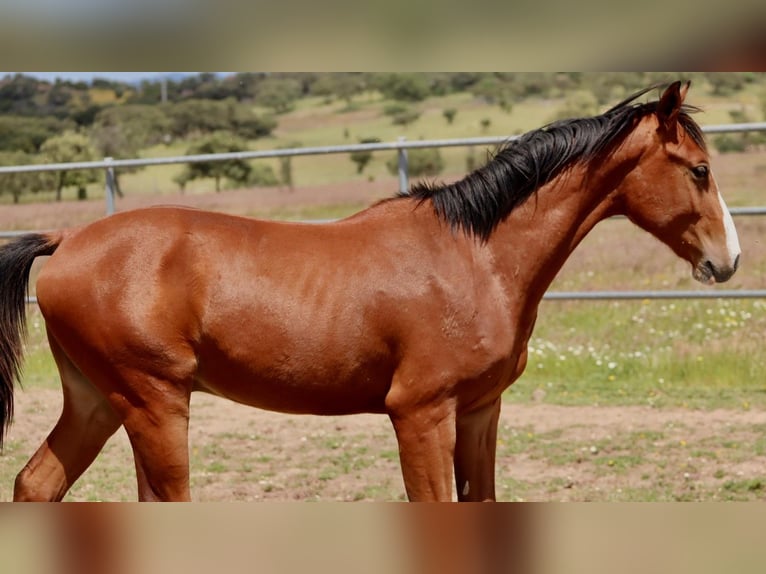 Caballo de deporte español Semental 1 año Castaño in SEVILLA
