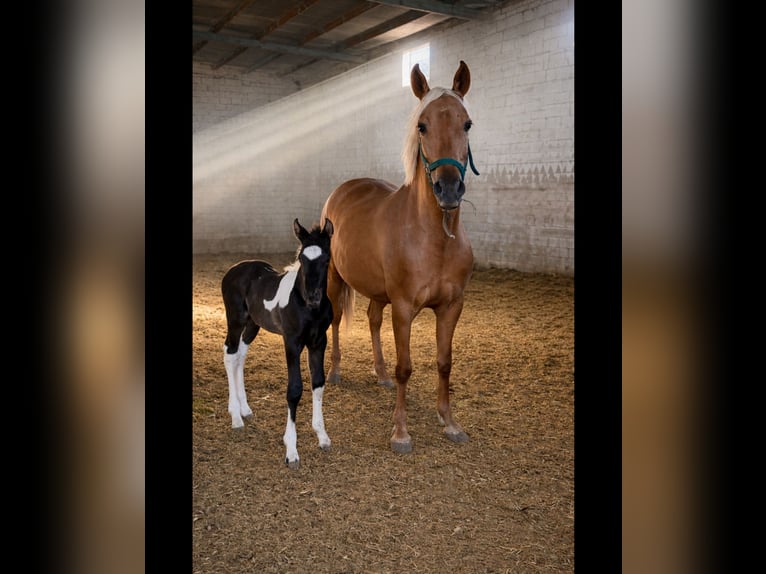 Caballo de deporte español Semental 1 año Pío in Albacete