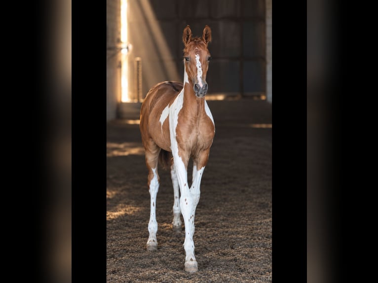 Caballo de deporte español Semental 1 año Pío in Albacete