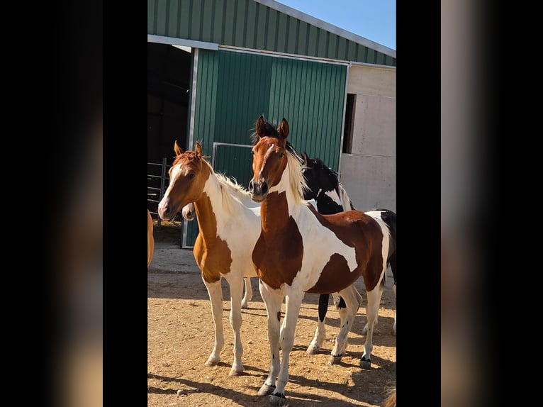 Caballo de deporte español Semental 1 año Pío in Albacete