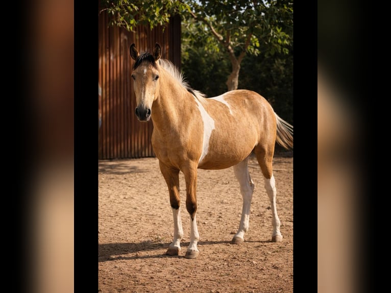 Caballo de deporte español Semental 1 año Pío in Albacete