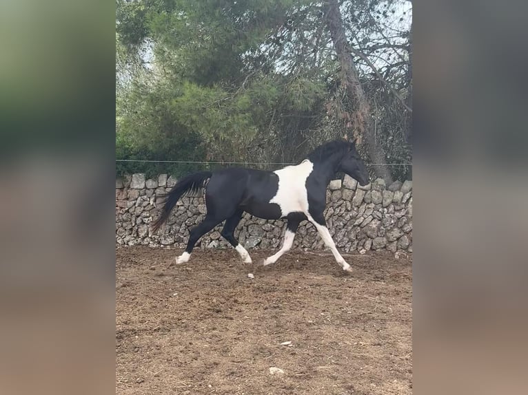 Caballo de deporte español Semental 2 años 150 cm Pío in Algaida