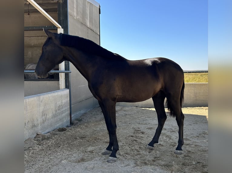 Caballo de deporte español Semental 2 años 155 cm Negro in Vegas Altas