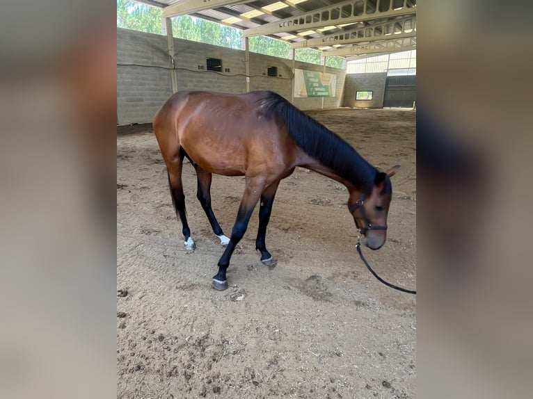 Caballo de deporte español Semental 2 años 157 cm Castaño in Tui (O Sagrario)