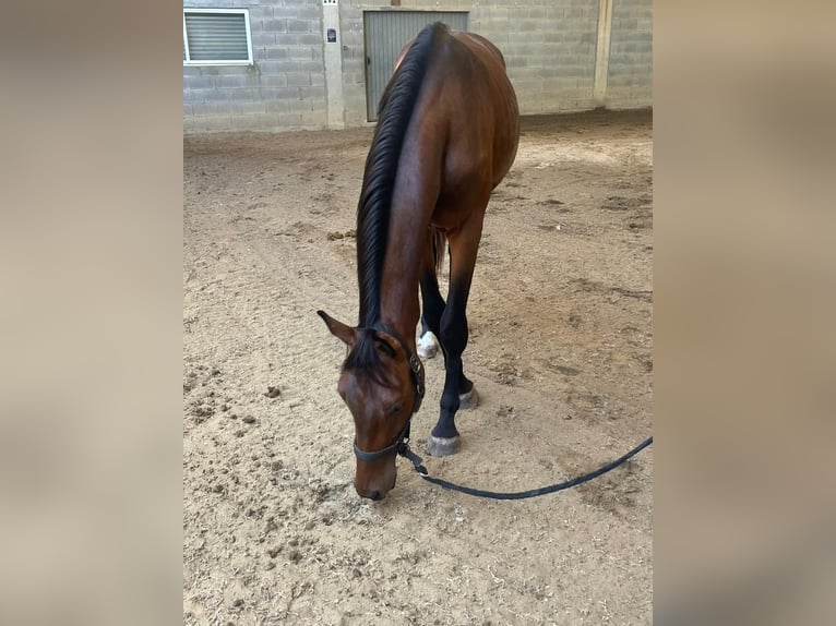 Caballo de deporte español Semental 2 años 157 cm Castaño in Tui (O Sagrario)