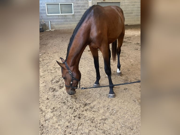 Caballo de deporte español Semental 2 años 157 cm Castaño in Tui (O Sagrario)