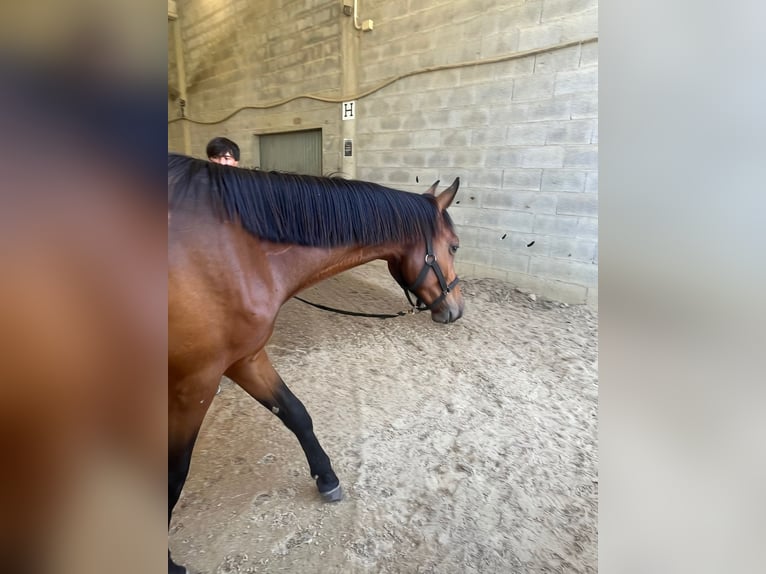 Caballo de deporte español Semental 2 años 157 cm Castaño in Tui (O Sagrario)